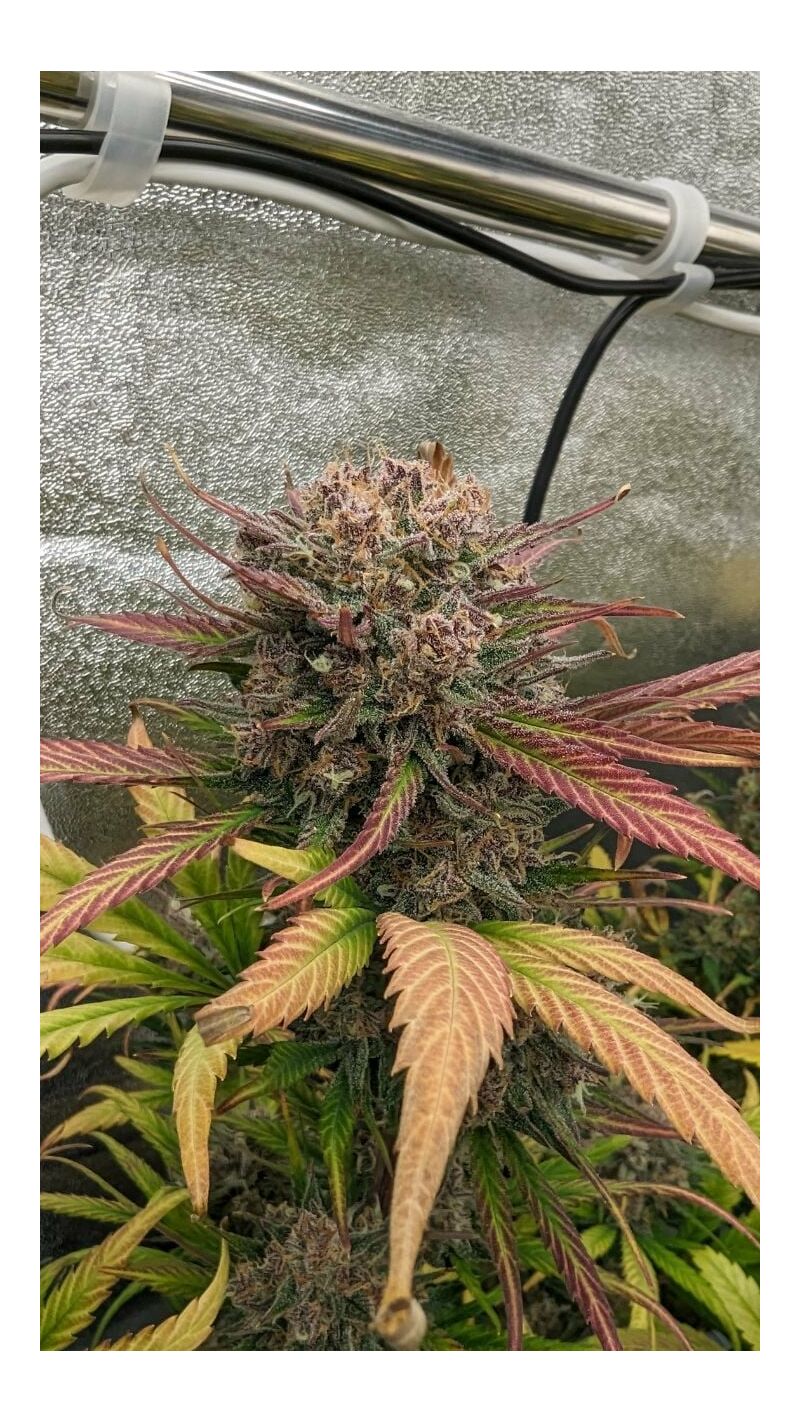 Lemon Cherry Cookies Auto, Фасовка: 5, изображение 14